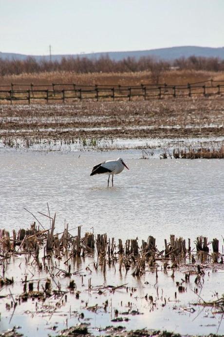 Un domingo cualquiera en els Aiguamolls d'Empordà