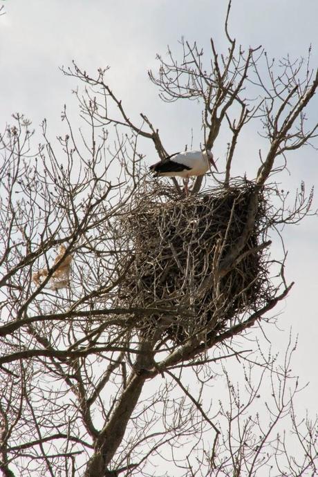 Un domingo cualquiera en els Aiguamolls d'Empordà