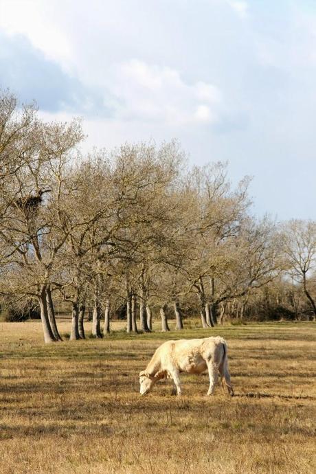 Un domingo cualquiera en els Aiguamolls d'Empordà