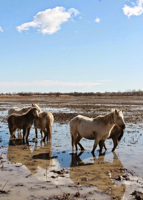 Un domingo cualquiera en els Aiguamolls d'Empordà