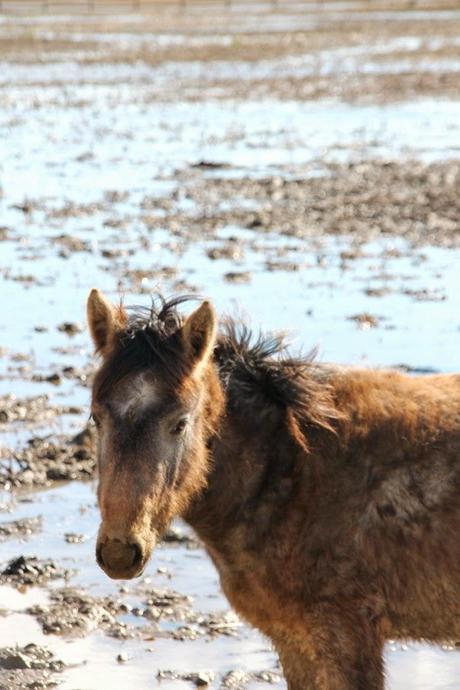 Un domingo cualquiera en els Aiguamolls d'Empordà