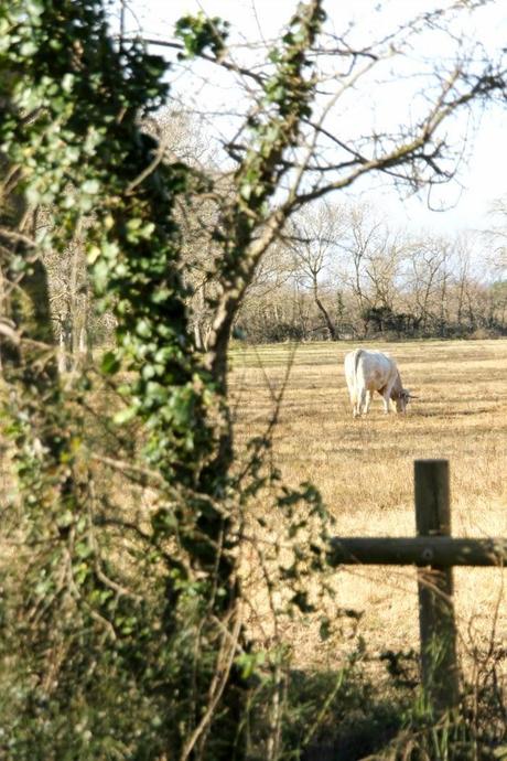Un domingo cualquiera en els Aiguamolls d'Empordà