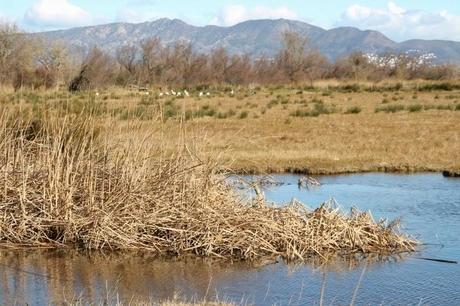 Un domingo cualquiera en els Aiguamolls d'Empordà