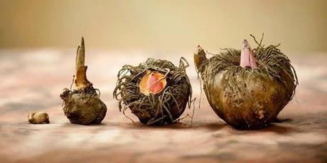 Konjac, la exfoliación más natural