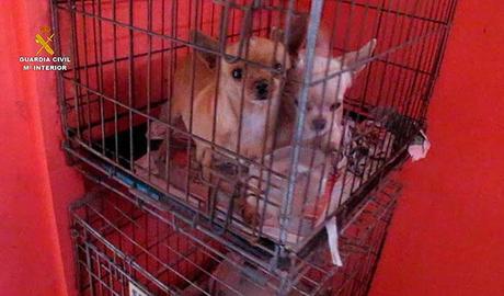 Más de 400 cachorros intervenidos