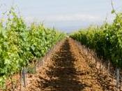 Bodega finca constancia conjuga tradición, calidad perfecta armonia naturaleza