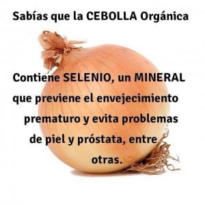 cebolla
