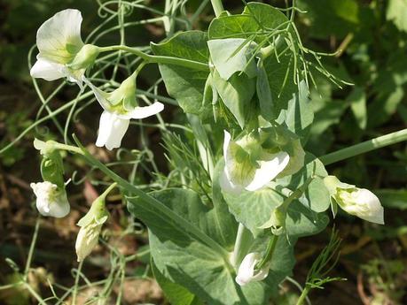 Los guisantes del secano