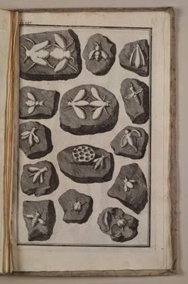 Beringer y el bromazo paleontológico más pesado de la Historia