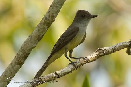 Burlisto pico canela (Swainson´s Flycatcher) Myiarchus swainsoni