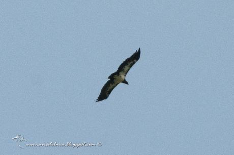 Jote real (King Vulture) Sarcoramphus papa