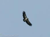 Jote real (King Vulture) Sarcoramphus papa