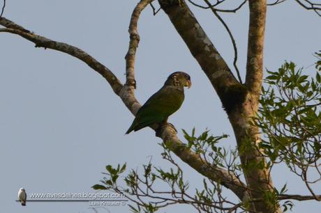 Loro maitaca (Scaly-headed parrot) Pionus maximiliani Loro maitaca (Scaly-headed parrot) Pionus maximiliani