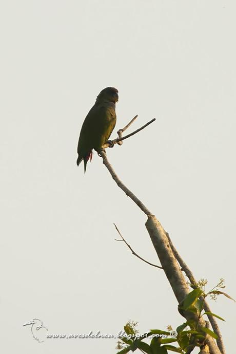 Loro maitaca (Scaly-headed parrot) Pionus maximiliani