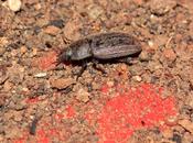 Opatropis hispida