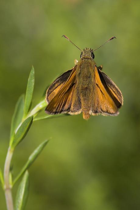 Para ampliar Thymelicus sylvestris (Poda, 1761) hacer clic