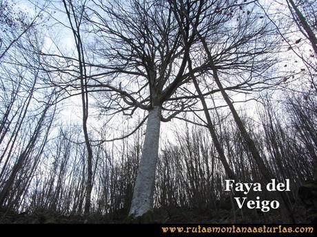 Senda de Bustavil, Tineo, PR AS-288: Faya del Veigo Senda de Bustavil, Tineo, PR AS-288: Faya del Veigo