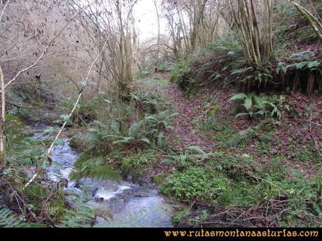 Senda de Bustavil, Tineo, PR AS-288: Arroyo de Soriegos. Senda de Bustavil, Tineo, PR AS-288: Arroyo de Soriegos.