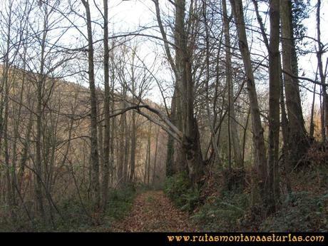 Senda de Bustavil, Tineo, PR AS-288: Bosque Senda de Bustavil, Tineo, PR AS-288: Bosque