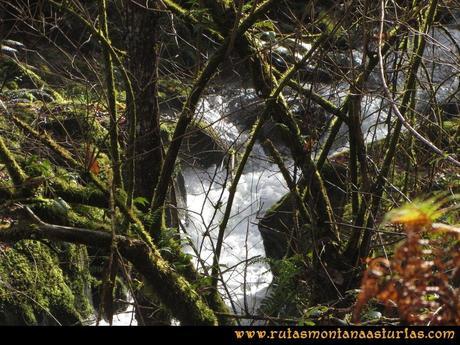 Senda de Bustavil, Tineo, PR AS-288: Río Castañar Senda de Bustavil, Tineo, PR AS-288: Río Castañar