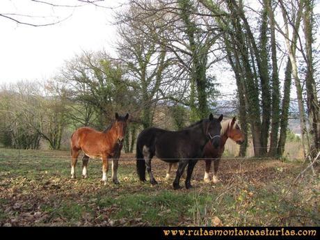 Senda de Bustavil, Tineo, PR AS-288: Caballos en una finca de Valle de Tablado Senda de Bustavil, Tineo, PR AS-288: Caballos en una finca de Valle de Tablado