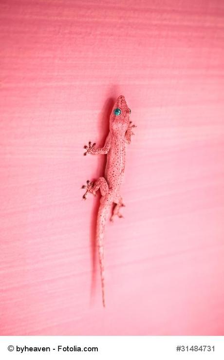 Pink gecko on the wall