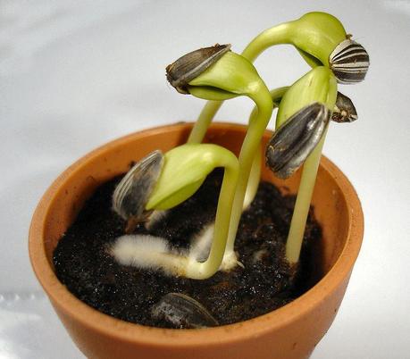 germinados