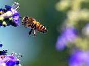 Estas marcas responsables colapso abejas These marks responsible collapse bees