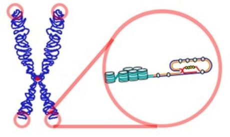 Descubren un método seguro para rejuvenecer nuestro ADN