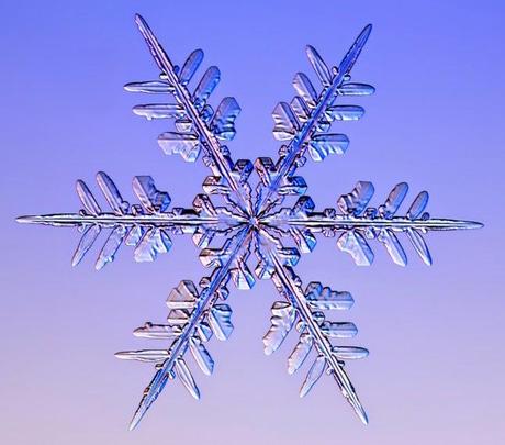 Snow, Snow flakes, Snow flowers... Snow days