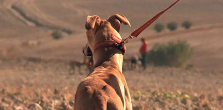 galgos