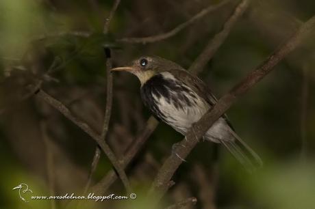 Mosquitero (Southern Antpipit) Corythopis delalandi
