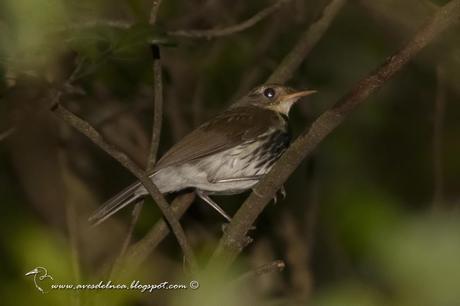 Mosquitero (Southern Antpipit) Corythopis delalandi