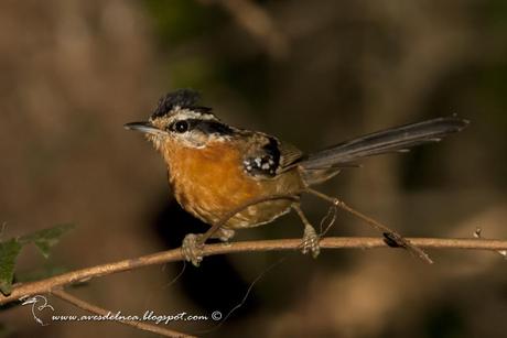 Tiluchi colorado (Bertoni´s Antbird) Drymophila rubricollis