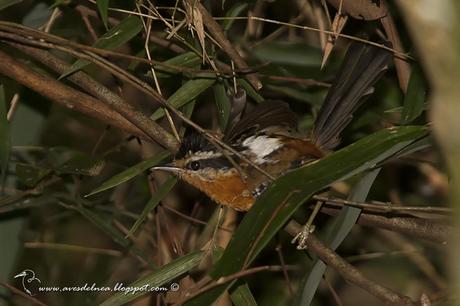 Tiluchi colorado (Bertoni´s Antbird) Drymophila rubricollis