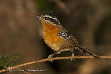 Tiluchi colorado (Bertoni´s Antbird) Drymophila rubricollis