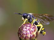 Tenthredo arcuata complex (Mosca sierra)