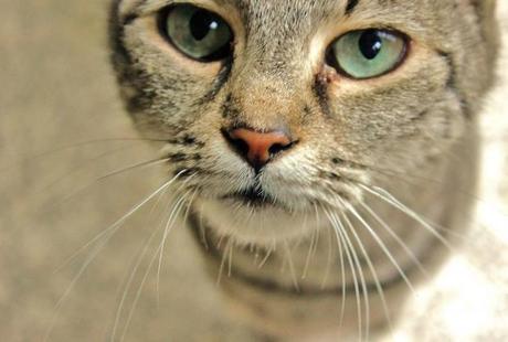 Darwin y el ojo Darwin y el ojo