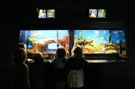 Visita con niños al Museu Blau Museu_Blau_Niños