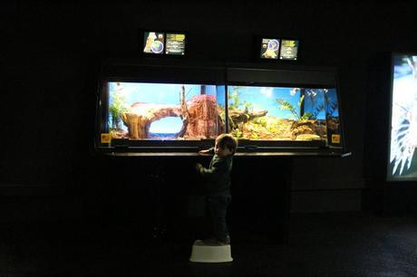 Visita con niños al Museu Blau Museu_Blau_Niños