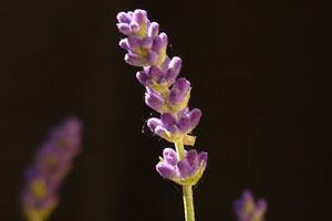 Aceite de lavanda para el dolor de oído