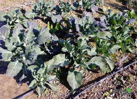 Cultivo y propiedades de la col, berza o repollo Cultivo y propiedades de la col, berza o repollo