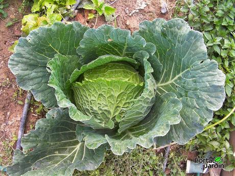 Cultivo y propiedades de la col, berza o repollo