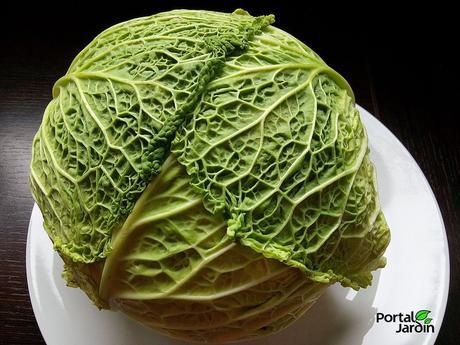 Cultivo y propiedades de la col, berza o repollo Cultivo y propiedades de la col, berza o repollo
