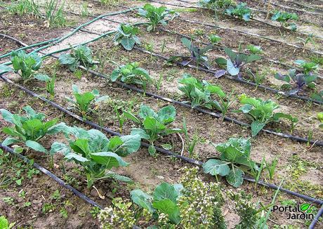 Cultivo y propiedades de la col, berza o repollo