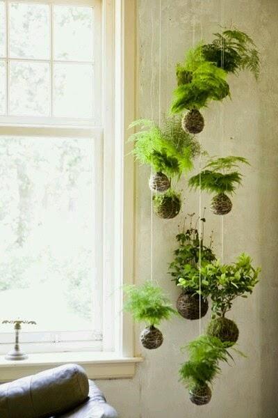 Plantas colgantes