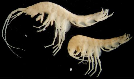 Descubierto anfípodo subterráneo en catacumbas de Ucrania