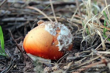 amanita caesarea soria