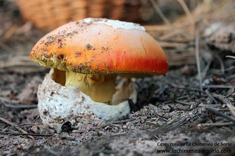 amanita cesaria soria