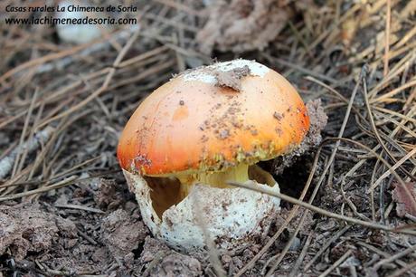amanita caesarea oronja soria